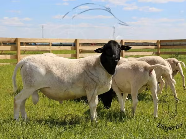 Carnero, Dorper sheep