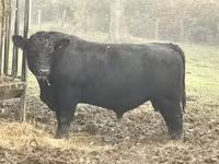 公牛, Aberdeen-Angus — 照片 2