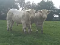 公牛, Charolais cattle — 照片 3