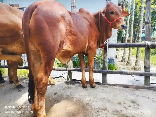 公牛, Cattle