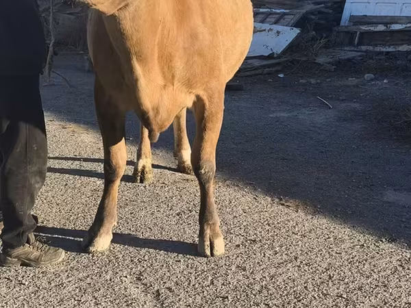 Simmental cattle