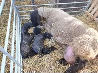 公羊, Dorper sheep — 照片 4