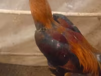 Chickens — zdjęcie 4