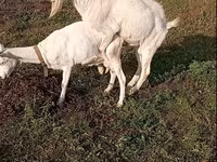 تيس, Saanen goat — الصورة 4