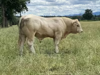 Bull, Charolais cattle — photo 1