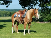 घोड़ा, Gypsy horse — फ़ोटो 2