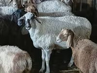 Sheep, Sheep — photo 1