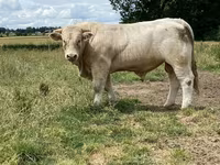 Bull, Charolais cattle — photo 7
