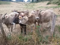 Cow, Cattle — photo 1