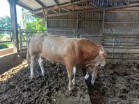 Bull, Blonde d’Aquitane cattle — photo 5