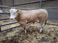 Byk, Blonde d’Aquitane cattle — zdjęcie 3