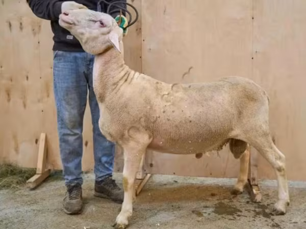 मेढ़ा, Lacaune sheep