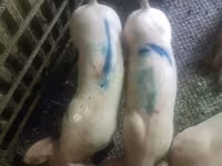خنزير ذكر, الخنازير — الصورة 3