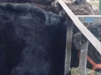 公牛, Aberdeen-Angus — 照片 6