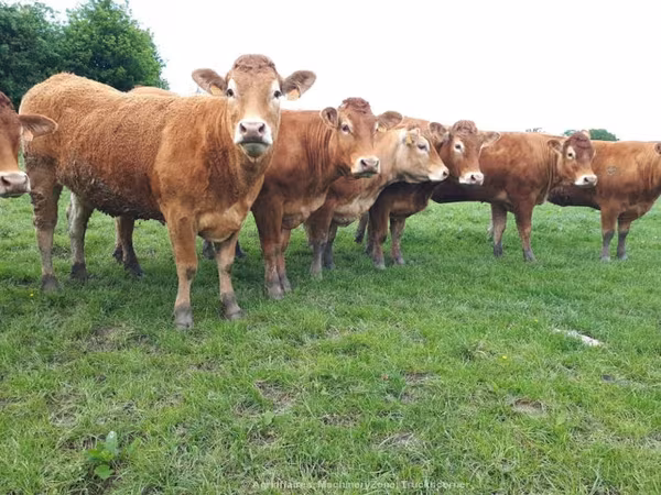 Limousin cow