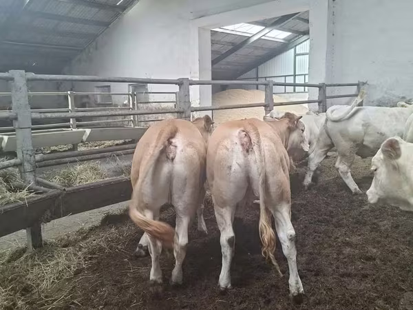 Krowa, Blonde d’Aquitane cattle