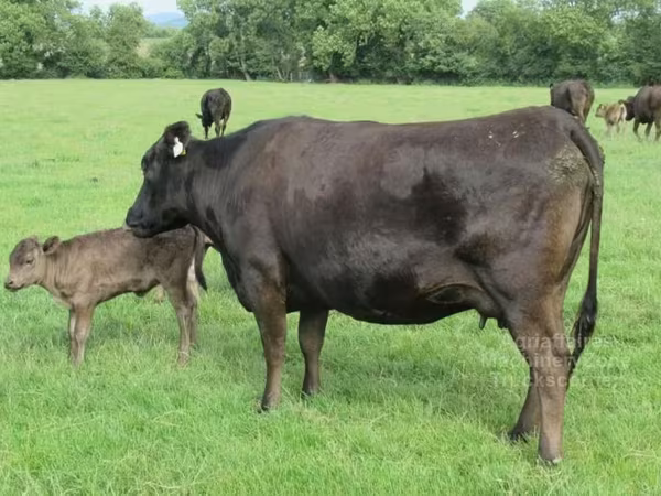 Cow, Wagyu — United Kingdom