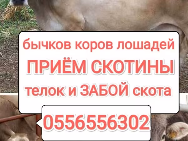 Cattle