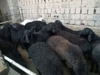 公羊, Rhon sheep — 照片 5