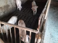 Locha, Дюрок — zdjęcie 1