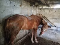 घोड़ी, Swedish warmblood horse — फ़ोटो 1