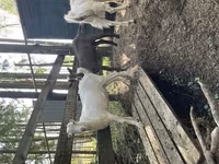 Kozioł, LaMancha goats — zdjęcie 2