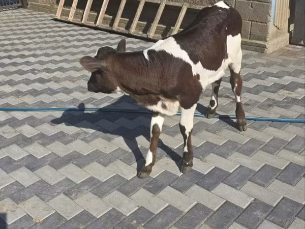 Cow, Cattle