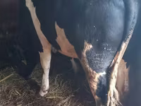 Toro, Raza Holstein — foto 1