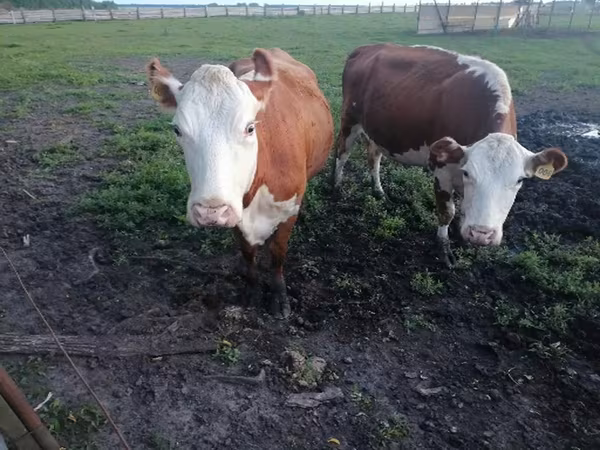 Cow, Hereford