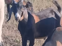 Kozioł, Nubian Goat — zdjęcie 1