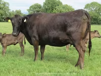 Cow, Wagyu — photo 2