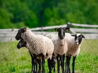 公羊, Romanov sheep — 照片 2