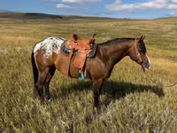 Caballo, Horses of Sable Island — foto 2