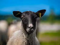公羊, Romanov sheep — 照片 1