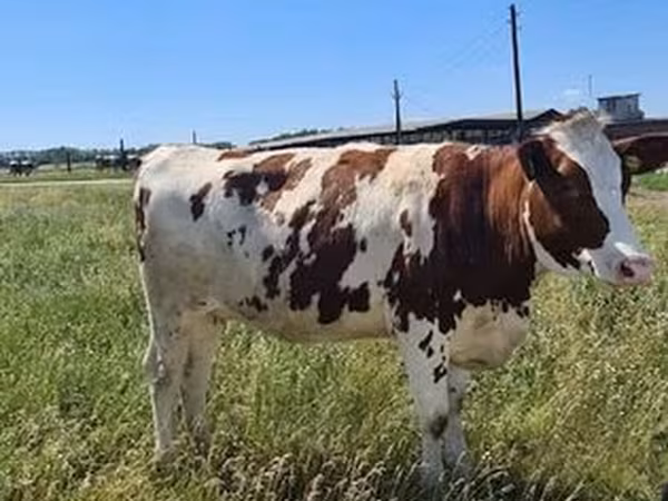 Russian Black pied cattle