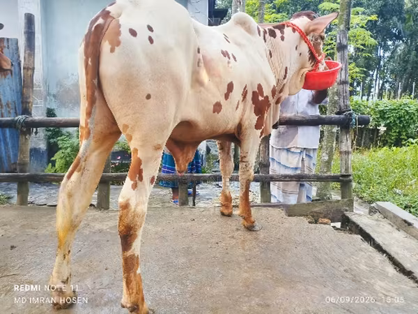 Toro, Ganado vacuno