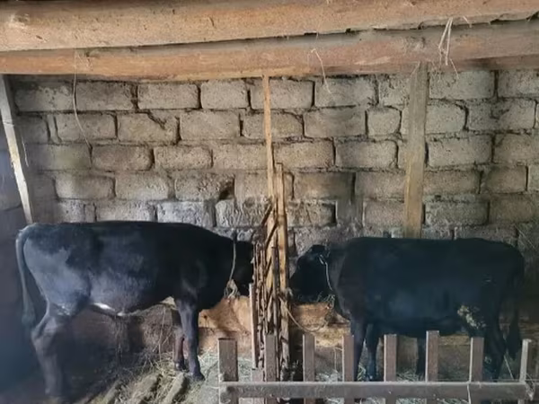 Bull, Cattle