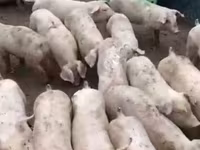 母猪, Pigs — 照片 8