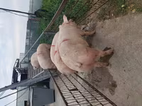 母猪, Pigs — 照片 7