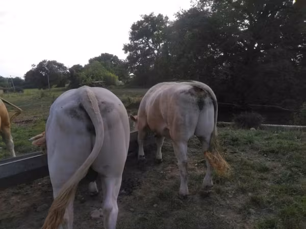 Bull, Blonde d’Aquitane cattle — United Kingdom