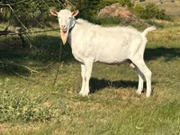 تيس, Saanen goat — الصورة 3