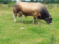 公牛, Partenaise cattle — 照片 7