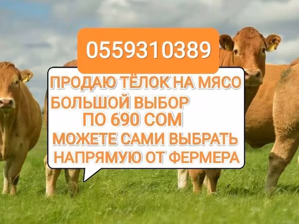 Cattle