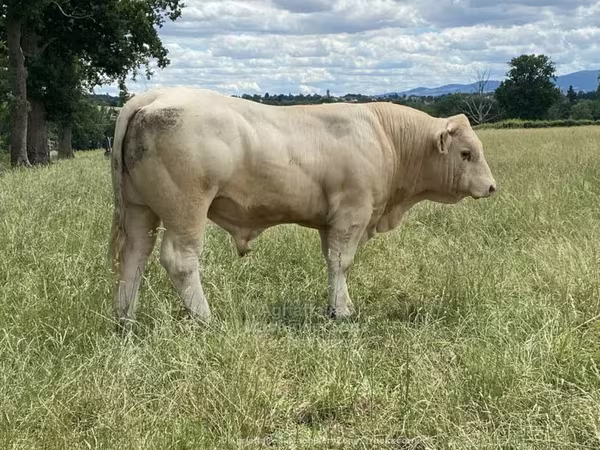 Charolais cattle