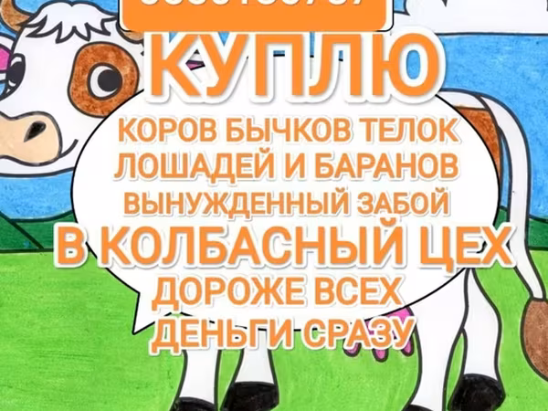 Horses