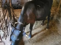 Bull, Cattle — photo 5
