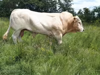 Bull, Blonde d’Aquitane cattle — photo 1
