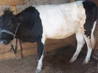 Vaca, Ganado vacuno — foto 2