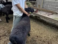 公羊, Sheep — 照片 5