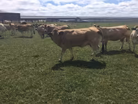 Cow, Partenaise cattle — photo 2